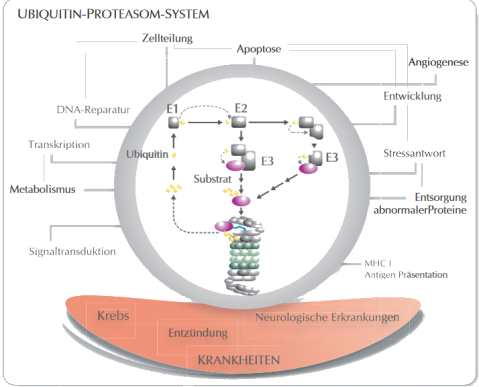 UBIQUITIN-PROTEASOM-SYSTEM
